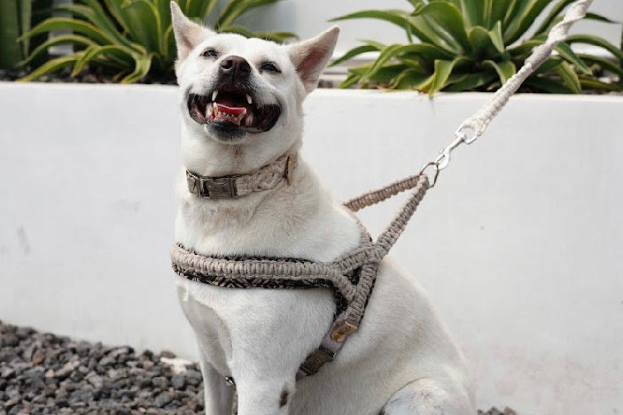 "The Mac". Macrame Dog Leash - Walnut
