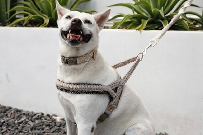 "The Mac". Macrame Dog Leash - Walnut
