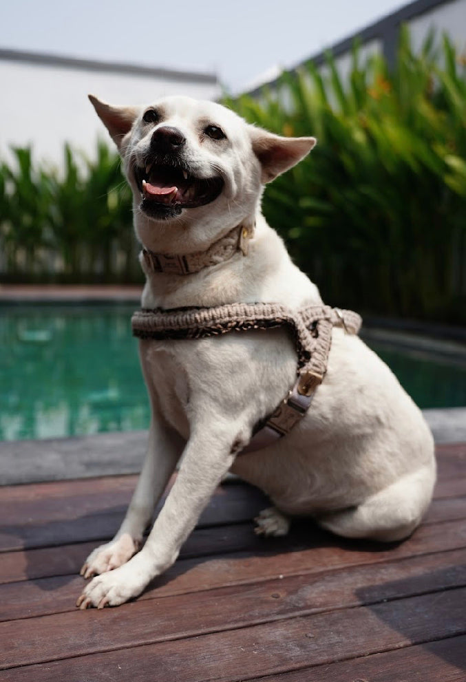 "The Mac". Macrame Harness - Walnut