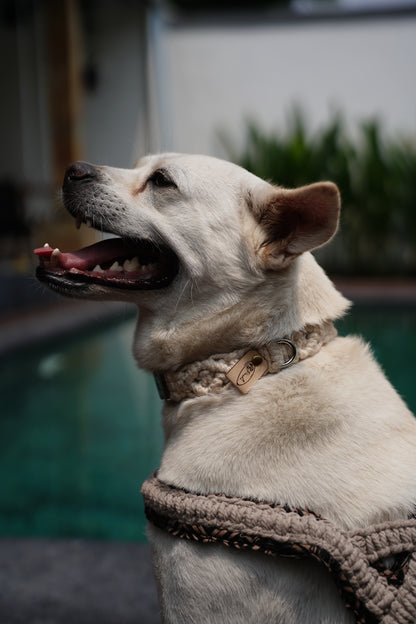 "The Mac". Macrame Dog Collar - Beige