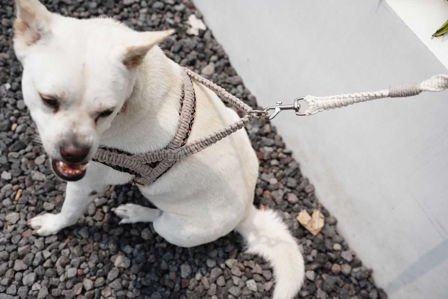 "The Mac". Macrame Dog Leash - Walnut