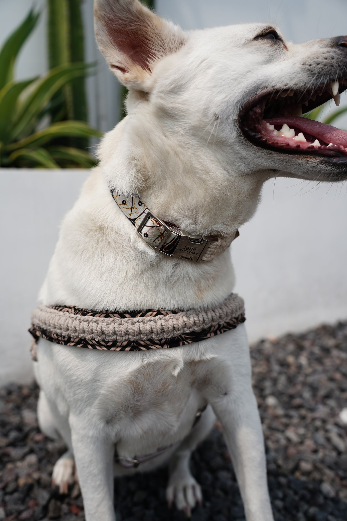 "The Mac". Macrame Dog Collar - Beige